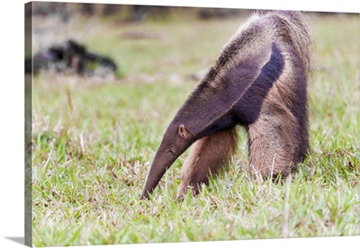 South America, Brazil, Giant Anteater Eating Ants And Termites In An Open Field