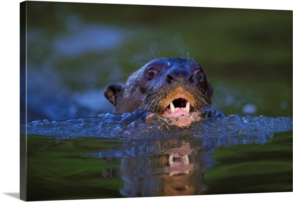 South America. Brazil. Giant river otter (Pteronura brasiliensis) is found in slow-moving rivers of the Pantanal, the worl...