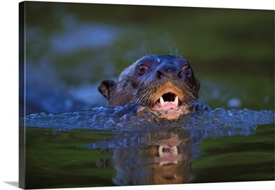South America, Brazil, Giant River Otter Is Found In Slow-Moving Rivers Of The Pantanal