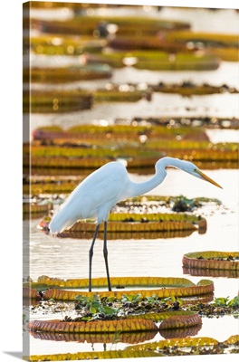 South America, Brazil, Great Egret Stands On The Giant Lily Pad