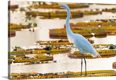 South America, Brazil, Great Egret Stands On The Giant Lily Pad