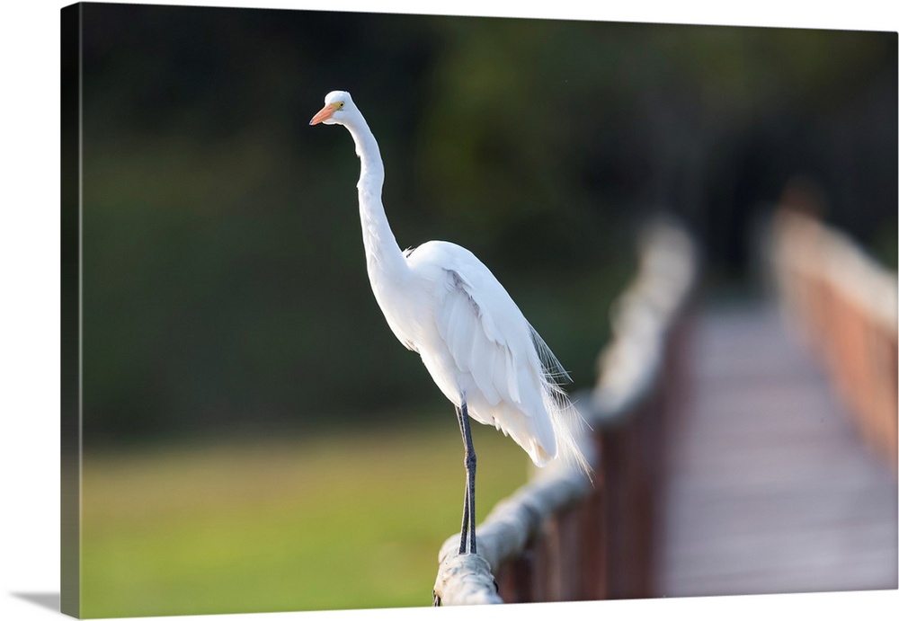 South America, Brazil, The Pantanal, Porto Jofre, great egret, Ardea alba. Great egret stands on the railing of the bridge...