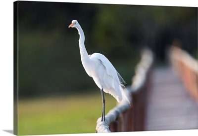 South America, Brazil, Great Egret Stands On The Railing Of The Bridge At Porto Jofre