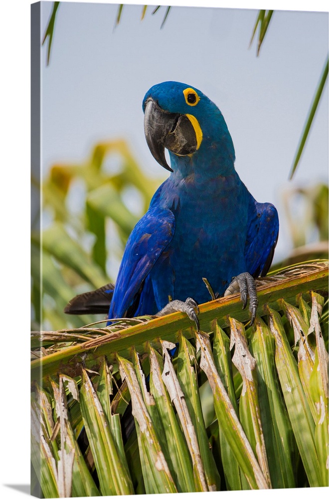 South America. Brazil. Hyacynth macaw (Anodorhynchus hyacinthinus), a vulnerable species of parrot, in the Pantanal, the w...