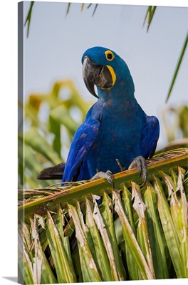 South America, Brazil, Hyacynth Macaw, A Vulnerable Species Of Parrot, In The Pantanal