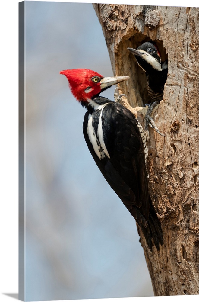 South America, Brazil, The Pantanal, crimson-crested woodpecker, Campephilus melanoleucus. Male crimson-crested woodpecker...