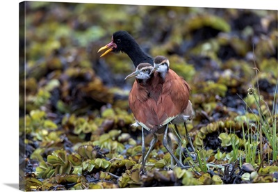South America, Brazil, Male Wattled Jacana Protecting Its Young From A Perceived Threat