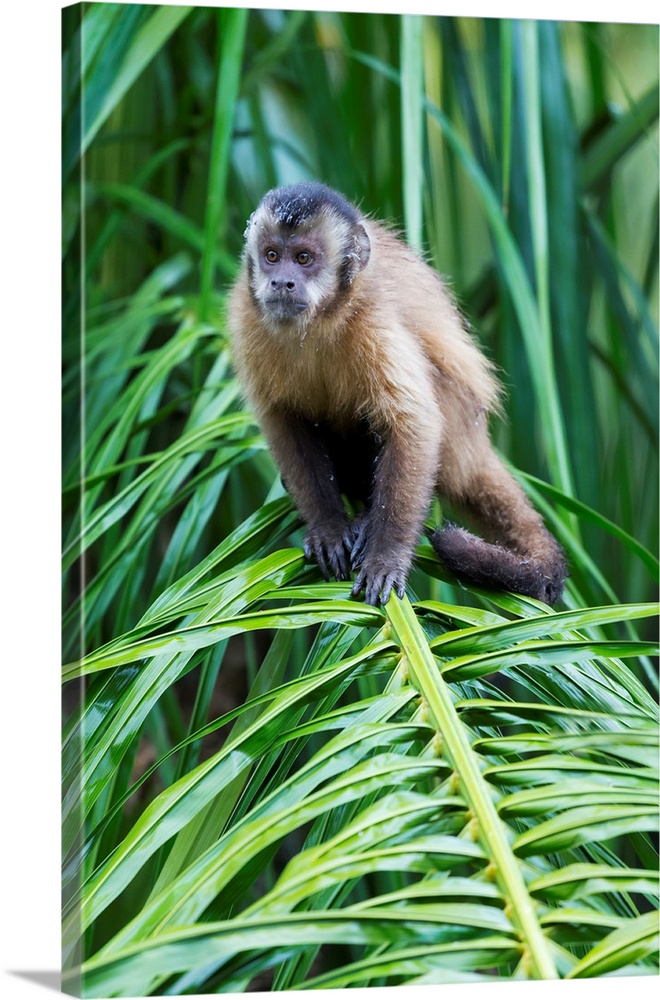 South America, Brazil, Mato Grosso do Sul, Bonito, brown capuchin monkey, Cebus apella. Portrait of a brown capuchin monkey.