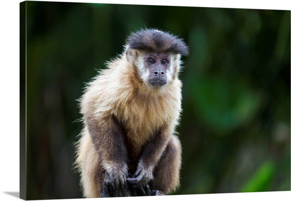 South America, Brazil, Mato Grosso do Sul, Bonito, brown capuchin monkey, Cebus apella. Portrait of a brown capuchin monkey.