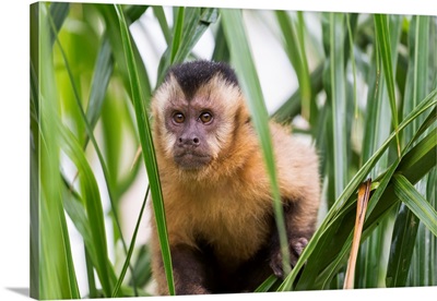 South America, Brazil, Mato Grosso Do Sul, Portrait Of A Brown Capuchin Monkey