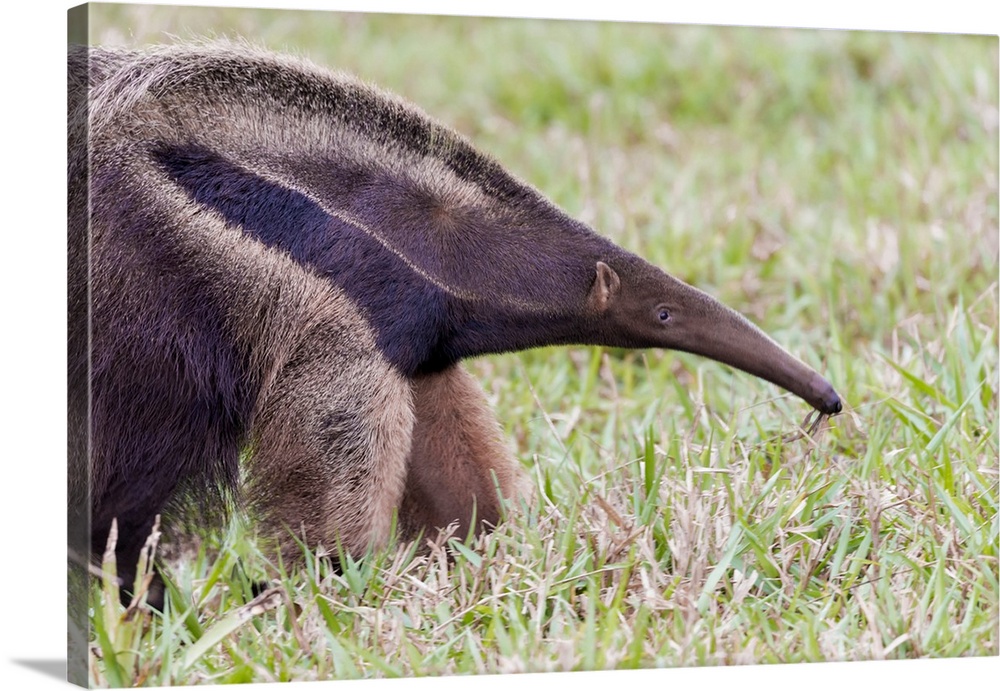South America, Brazil, Mato Grosso do Sul, near Bonito, giant anteater, Myrmecophaga tridactyl. Portrait of a giant anteater.