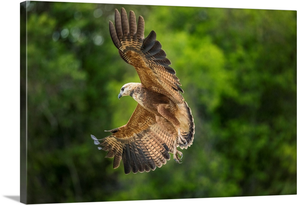 South America, Brazil, Pantanal. Black-collared hawk flying.