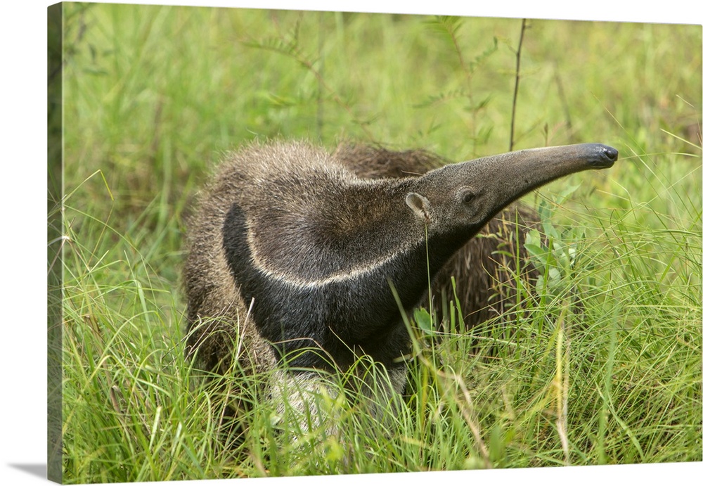 South America, Brazil, Pantanal. Giant anteater igrass.