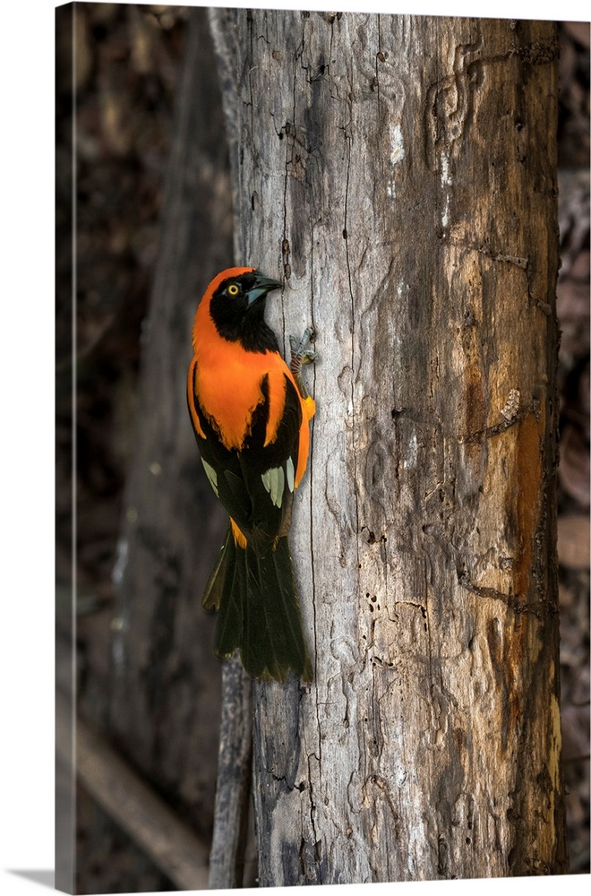 South America, Brazil, Pantanal. Orange-backed troupial on tree.