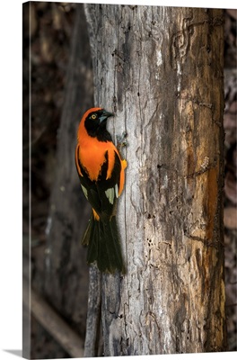 South America, Brazil, Pantanal, Orange-Backed Troupial On Tree