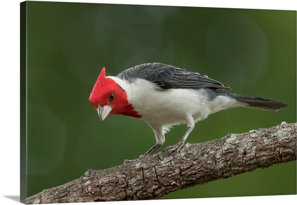 South America, Brazil, Pantanal. Red-crested cardinal on tree.