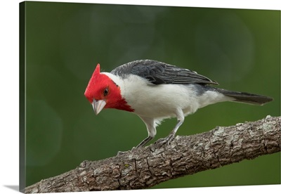 South America, Brazil, Pantanal, Red-Crested Cardinal On Tree