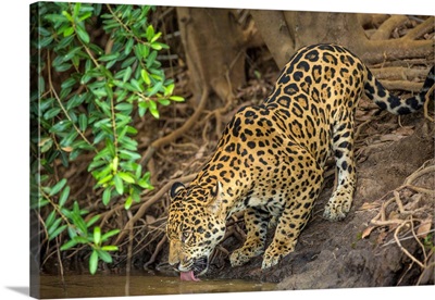 South America, Brazil, Pantanal, Wild Jaguar Drinking