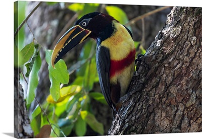 South America, Brazil, Portrait Of A Chestnut-Eared Aracari On A Tree Trunk