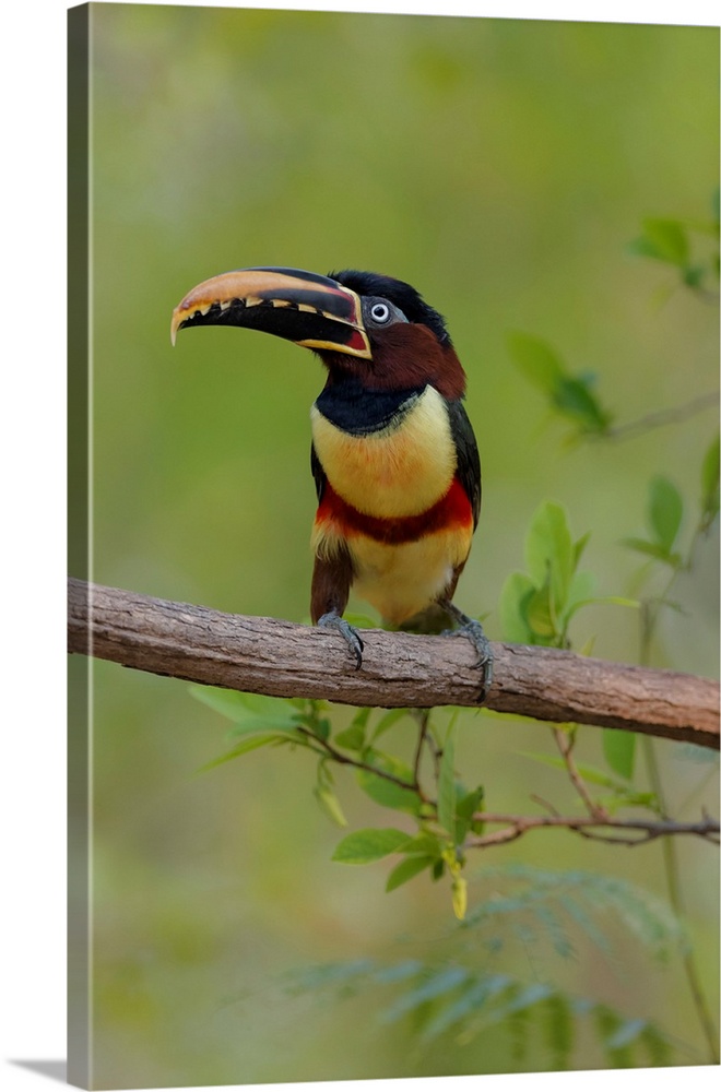 South America, Brazil, The Pantanal, chestnut-eared aracari, Pteroglossus castanotis. Portrait of a chestnut-eared aracari...