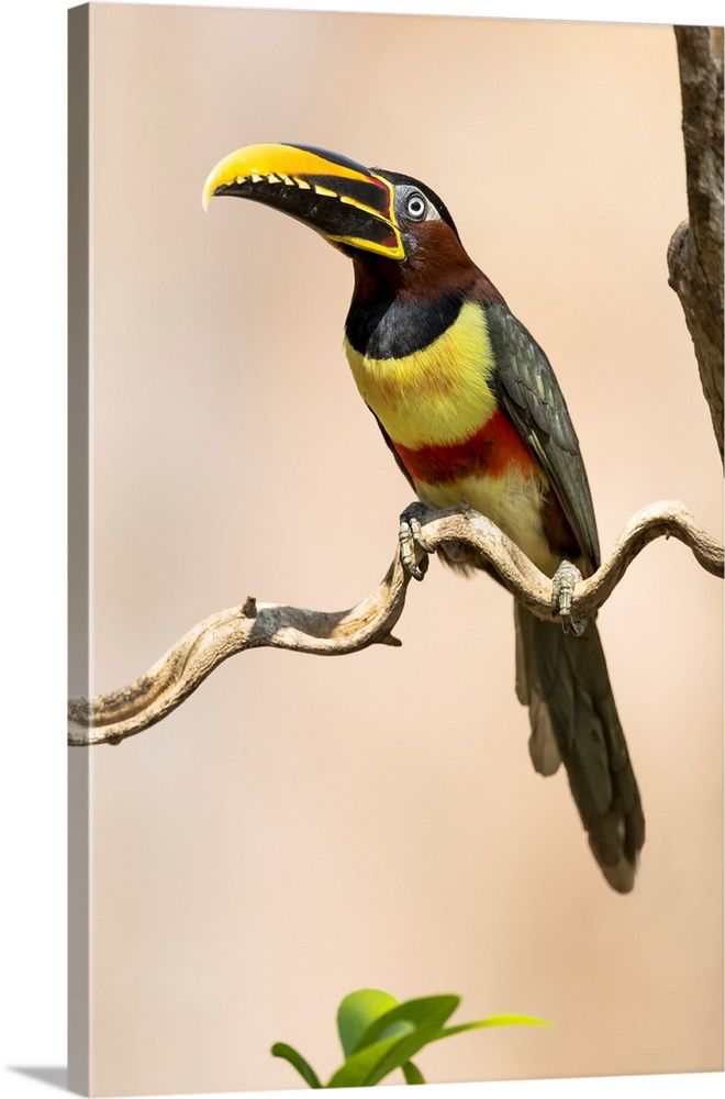 South America, Brazil, The Pantanal, chestnut-eared aracari, Pteroglossus castanotis. Portrait of a chestnut-eared aracari...