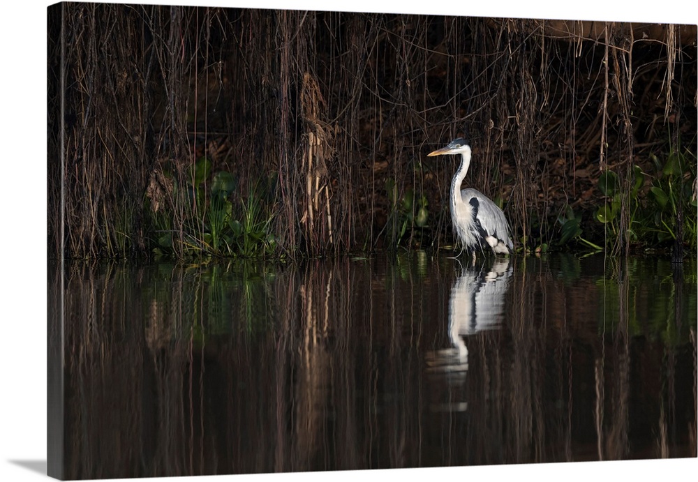 South America, Brazil, The Pantanal, cocoi heron, Ardea cocoi. Portrait of a cocoi heron standing in the water among the v...