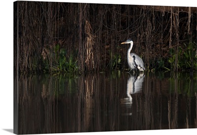 South America, Brazil, Portrait Of A Cocoi Heron Standing In The Water Among The Vines