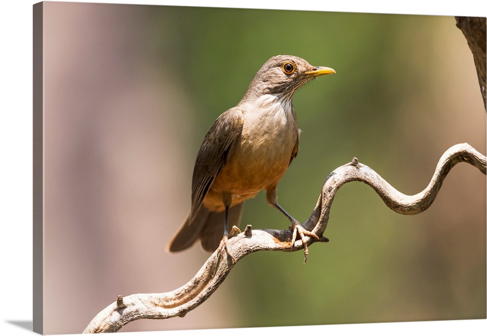 South America, Brazil, The Pantanal, rufous-bellied thrush, Turdus rufiventris. Portrait of a rufous-bellied thrush on a v...