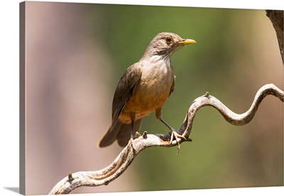 South America, Brazil, Portrait Of A Rufous-Bellied Thrush On A Vine