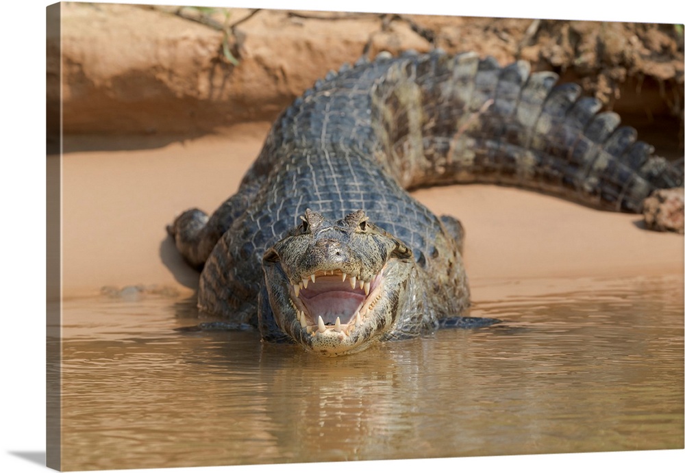 South America, Brazil, The Pantanal, black caiman, Caiman niger. Portrait of an open-mouthed black caiman on the river bank.