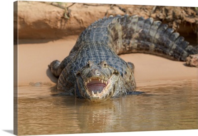South America, Brazil, Portrait Of An Open-Mouthed Black Caiman On The River Bank