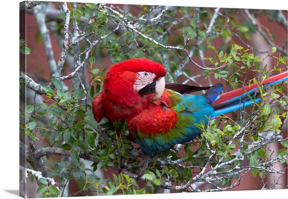 South America, Brazil, Mato Grosso do Sul, Jardim, Sinkhole of the Macaws, red-and-green macaw, Ara chloropterus. Portrait...