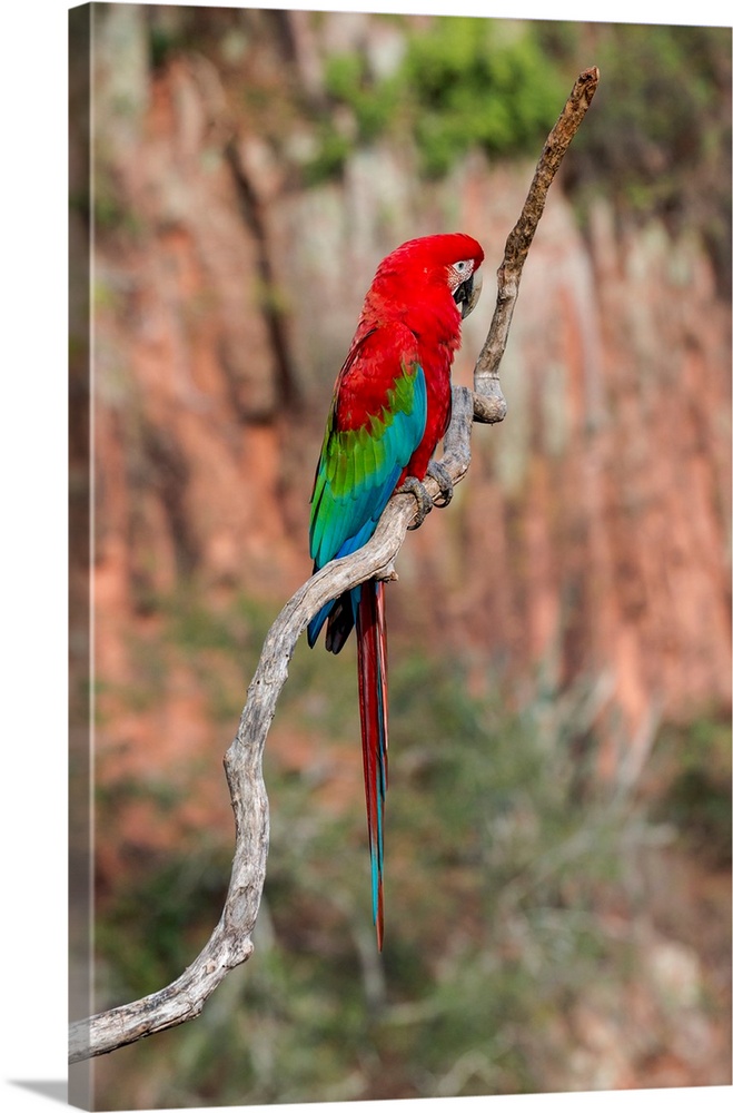 South America, Brazil, Mato Grosso do Sul, Jardim, Sinkhole of the Macaws, red-and-green macaw, Ara chloropterus. Portrait...
