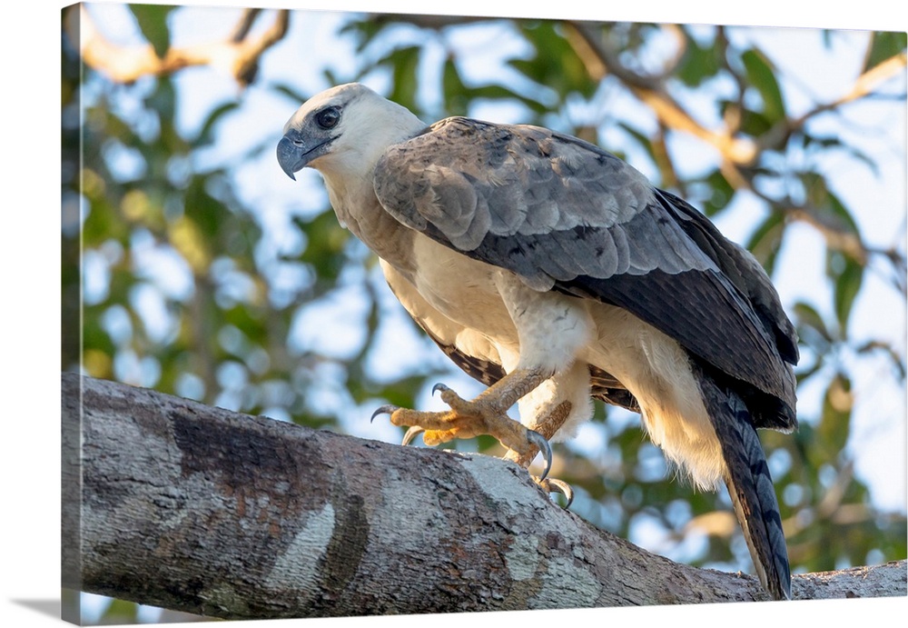 South America, Brazil, State of Amazonas, The Amazon, Near Manaus, harpy eagle, Harpia harpyja. Juvenile harpy eagle in it...
