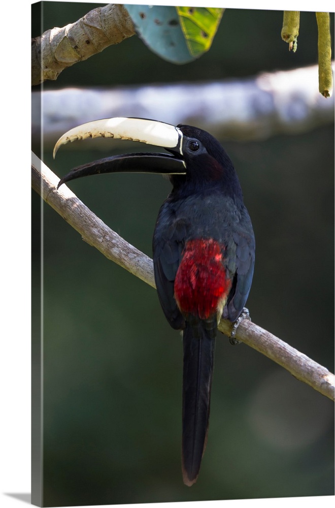 South America, Brazil, State of Amazonas, The Amazon, Near Manaus, black-necked aracari, Pteroglossus aracari. Portrait of...