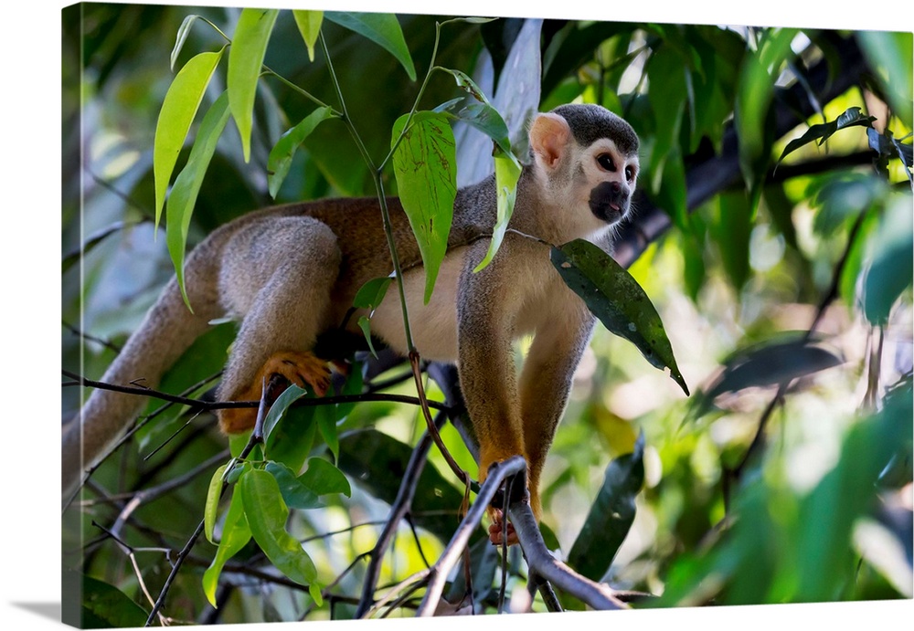 South America, Brazil, The Amazon, Manaus, Amazon EcoPark Jungle Lodge, common squirrel monkey, Saimiri sciureus. Common S...