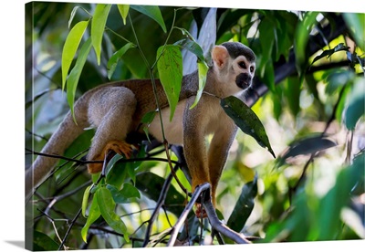 South America, Brazil, The Amazon, Manaus, Common Squirrel Monkey In The Trees