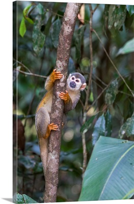 South America, Brazil, The Amazon, Manaus, Common Squirrel Monkey In The Trees