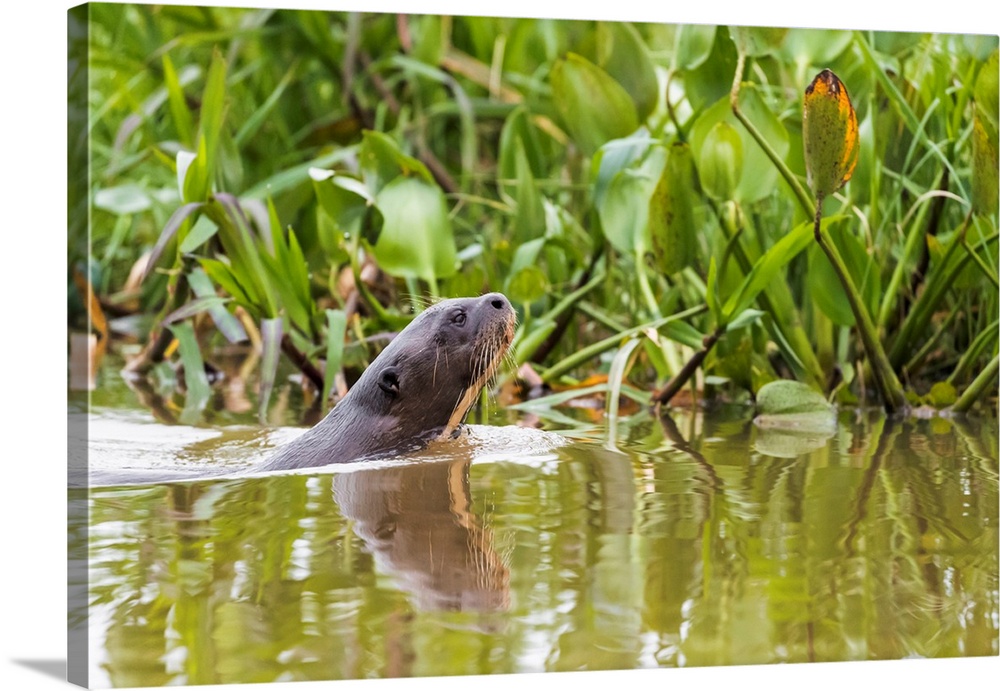 South America, Brazil, The Pantanal, giant otter, Pteronura brasiliensis. A giant otter swims among the water hyacinth.