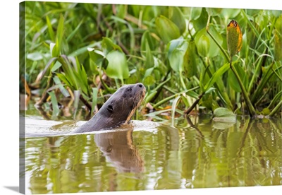 South America, Brazil, The Pantanal, A Giant Otter Swims Among The Water Hyacinth