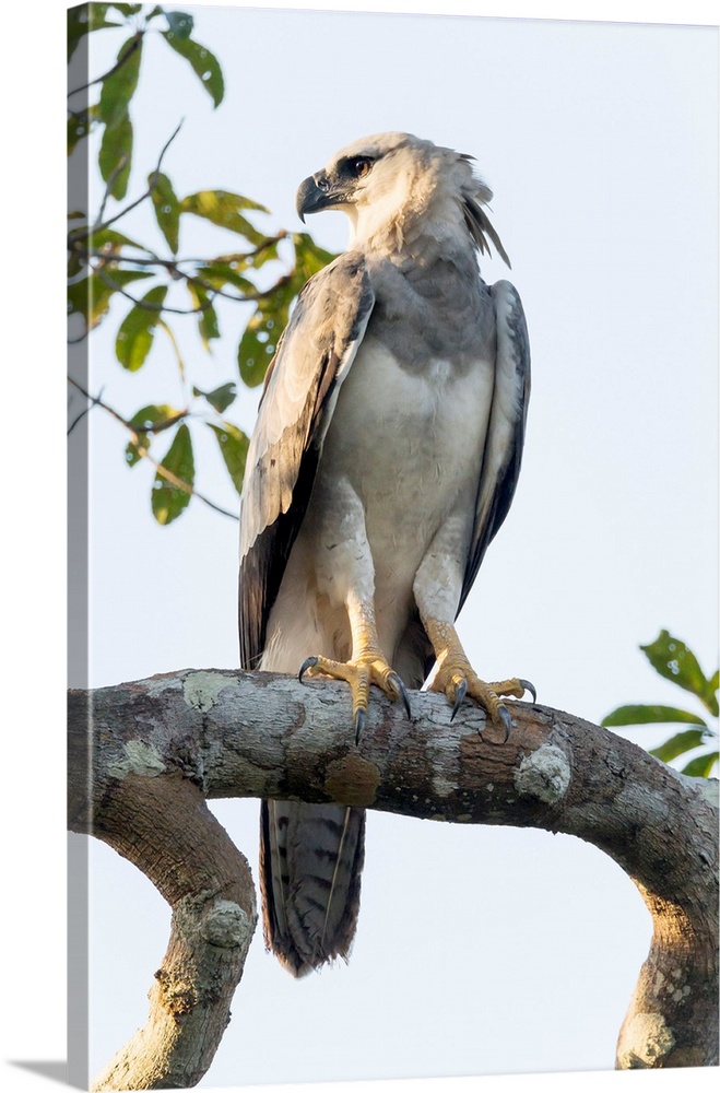 South America, Brazil, State of Amazonas, The Amazon, Near Manaus, harpy eagle, Harpia harpyja. This juvenile harpy eagle ...