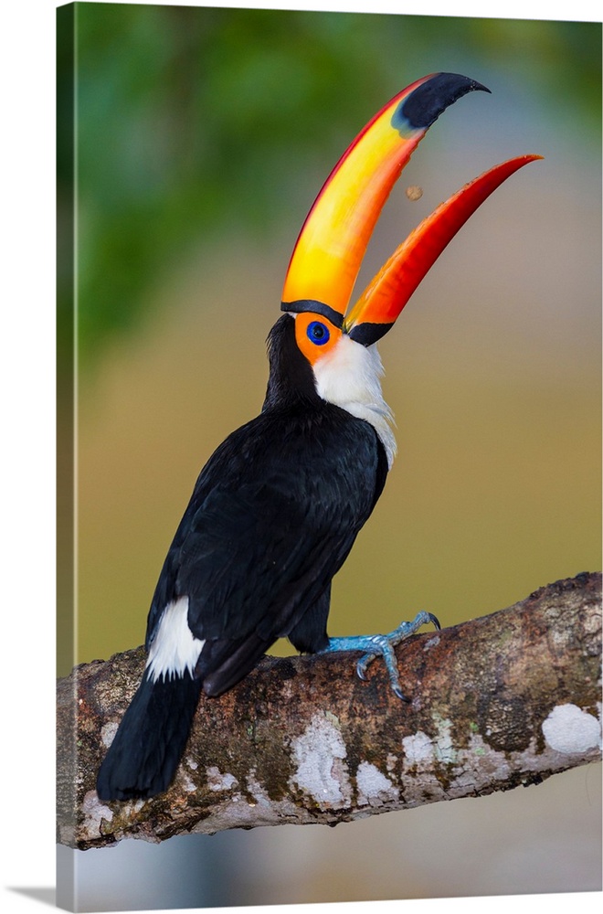 South America. Brazil. Toco Toucan (Ramphastos toco albogularis) is a bird with a large colorful bill, commonly found in t...
