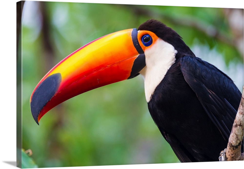South America. Brazil. Toco Toucan (Ramphastos toco albogularis) is a bird with a large colorful bill, commonly found in t...