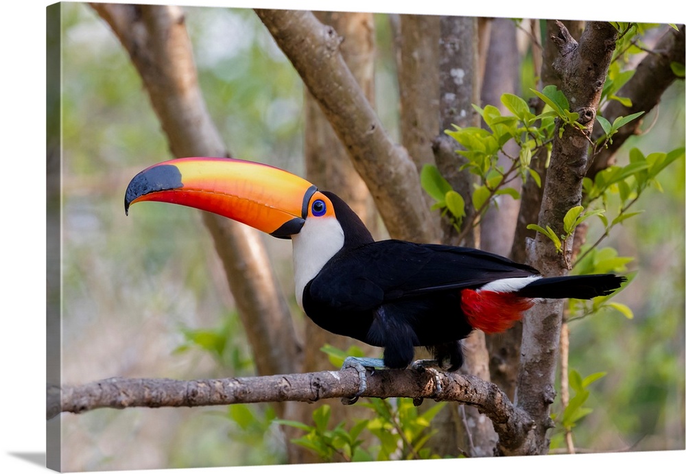 South America, Brazil, The Pantanal, toco toucan, Ramphastos toco. Portrait of a toco toucan sitting on a branch.
