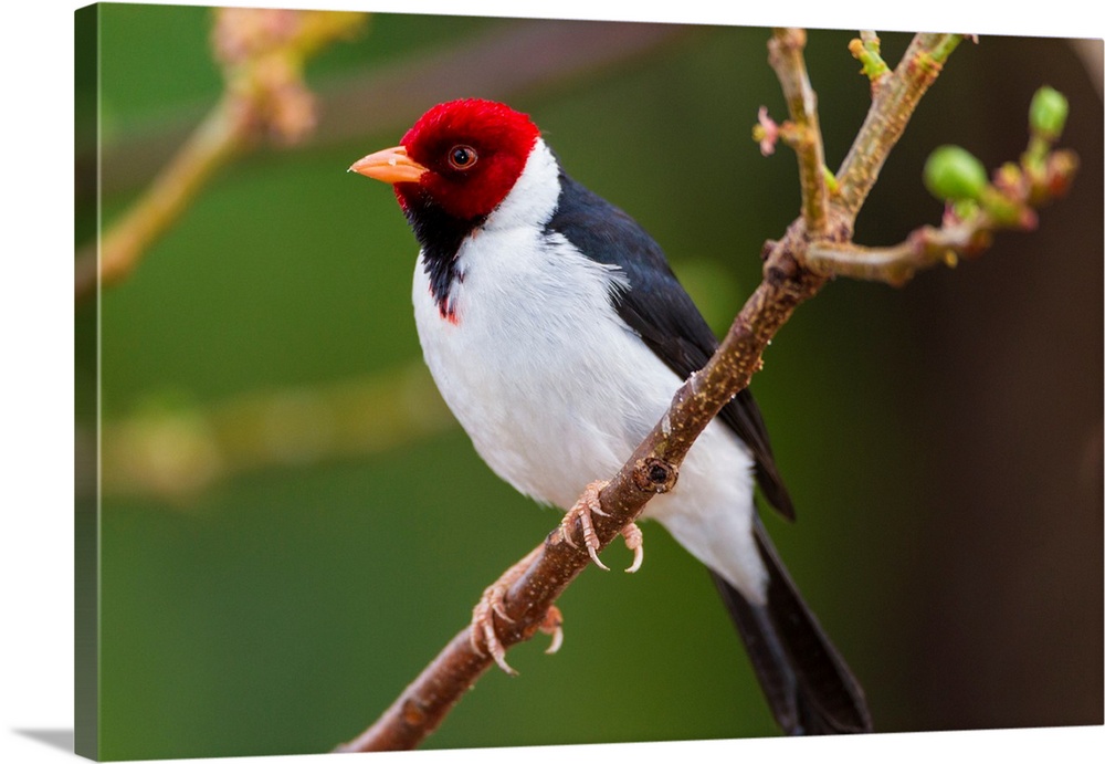 South America. Brazil. Yellow-billed cardinal (Paroaria capitata) is a tanager unrelated to cardinals proper and commonly ...