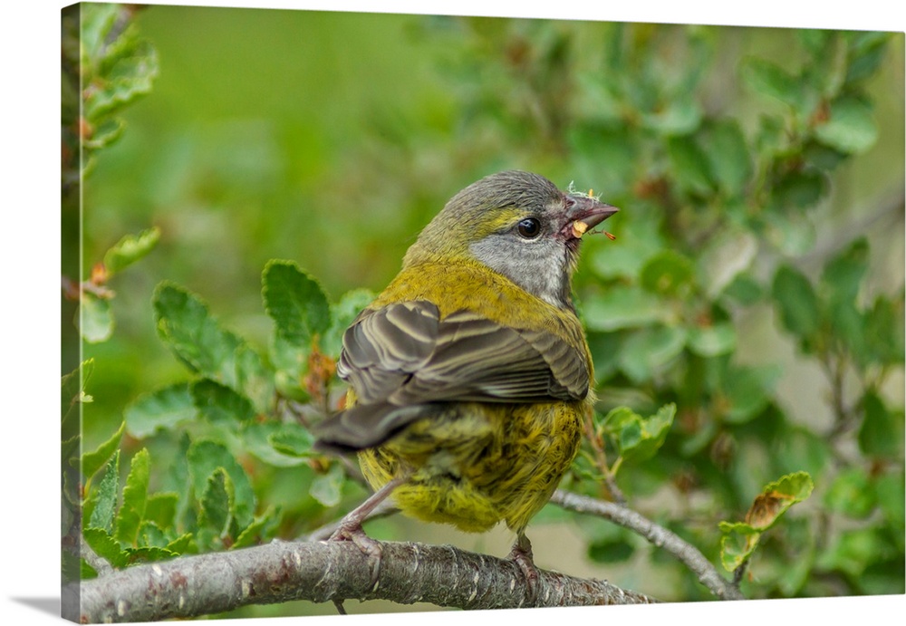 South America, Chile, Patagonia. Black-chinned siskin on limb.