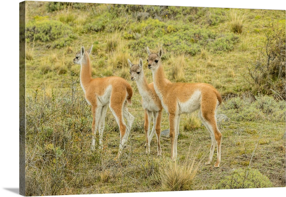 South America, Chile, Patagonia. Group of young guanacos.