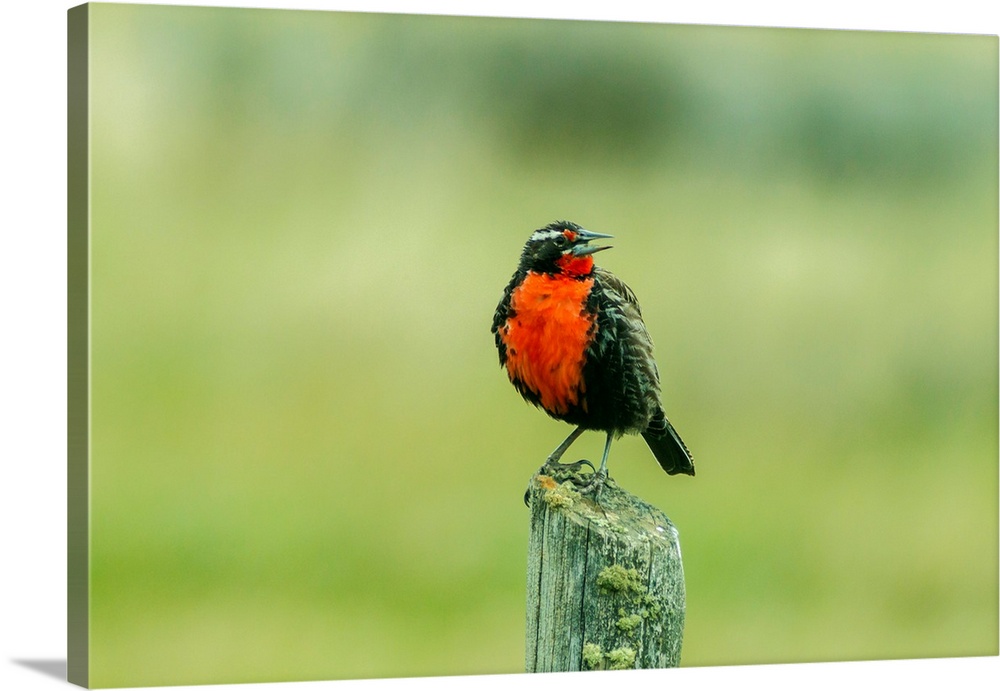 South America, Chile, Patagonia. Long-tailed meadowlark singing. Credit as: Cathy and Gordon Illg / Jaynes Gallery / Danit...