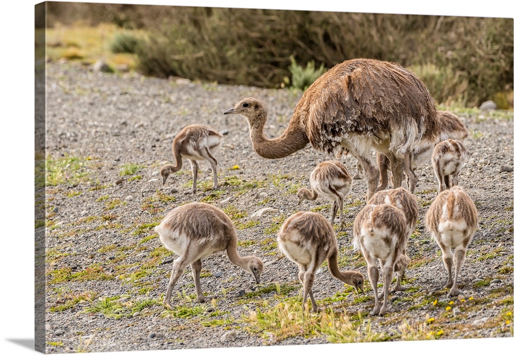 South America, Chile, Patagonia. Male rhea and chicks.