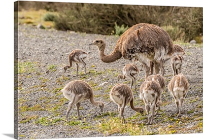 South America, Chile, Patagonia, Male Rhea And Chicks